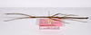 CollectionObject 1563550; bfb9e8eb-68cd-47e7-9bf5-020a04d33bcc: copyright ZMHB, Berlin. male, lateral view of synonym Lonchodes hosei herberti (paratype). (CollectionObject).;CollectionObject 1563551; 60deb753-84a1-4d22-b2db-de0ab1b94a70: copyright ZMHB, Berlin. male, lateral view of synonym Lonchodes hosei herberti (paratype). (CollectionObject).