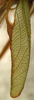 CollectionObject 1475679; ef147de6-945b-48e7-8582-95547db27a17: male right tegmen (holotype). (CollectionObject).