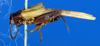 CollectionObject 1506085; 9756515b-fbc1-4875-b88c-82d6d76ea472: male, lateral view (syntype). (CollectionObject).