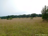 CollectionObject 1588187; 7623c6fe-d47d-416a-8593-1c80585b5560: habitat (BG: village Zhelezino). (CollectionObject).