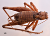 CollectionObject 1538203; e6f98e22-125d-4cb4-a4b1-cfdf41af46f6: male, dorsal view (holotype). (CollectionObject).