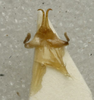 CollectionObject 1536008; 3dc16be7-772f-4bdf-b6db-7a83d590b6f5: male titillator (paratype). (CollectionObject).