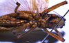 CollectionObject 1503248; 75e53c44-9a74-446f-a7ad-3179280ebb05: male ventral view. (CollectionObject).