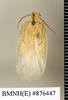 CollectionObject 1572980; 69c80c8f-446a-438a-a654-e9078aa4f8f5: Copyright Natural History Museum, London. Non-type (adult male) in BM(NH). Dorsal view. (CollectionObject).