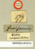 Blaberus fusiformis Walker, 1868: Copyright Natural History Museum, London. Labels from holotype (adult male) in BM(NH). (Otu).