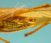 CollectionObject 1542958; 5e6e38e5-413d-47b3-b363-31bd6868ff27: male, apex of the abdomen latero-ventral view (paratype). (CollectionObject).
