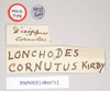 CollectionObject 1561201; NHMUK(SF IMPORT DUPLICATE) 844712, fba3b5b0-24c8-45d6-b06e-c9e4f45db985: copyright Natural History Museum, London. female, data labels of synonym Dixippus cornutus (holotype). (CollectionObject).