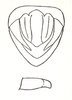 Malua buergersi Ramme, 1941: Fig. 39. male genital region, left cercus in lateral view. (Otu).