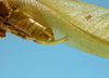 CollectionObject 1542822; 8b3851e8-f589-4e09-9d46-0249f8b8da48: male, apex of the abdomen lateral view (holotype). (CollectionObject).