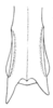 Achurum minimipenne Caudell, 1904: Pl. 4 fig. 7. male, dextral caudal tibia. (Otu).