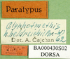 CollectionObject 1502037; c50d5f1e-1215-4d47-bbec-2d4e79518309: labels (paratype of Glyphotmethis heldreichi rubrescens). (CollectionObject).