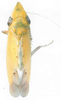 Habitus, dorsal view on Dryadomorpha pallida Kirkaldy, 1906: Habitus, dorsal view. (Observation).