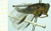 CollectionObject 1587049; 91de315b-9534-47c6-9614-b773203582d8, NHMUK010924793: female, lateral view (paralectotype). (CollectionObject).