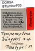 Tympanoptera buergersi buergersi Beier, 1954: male labels (paratype). (Otu).