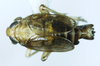 Habitus, dorsal view: !! display not done !! on Paraliburnia adela (Flor, 1861): (Observation).