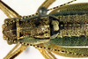 CollectionObject 1500687; a57d062e-58b3-4509-9f9f-606307d3100b: male, dorsal view (holotype). (CollectionObject).