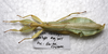 CollectionObject 1581341; 8133579c-9603-4260-b21d-eb5ec2c53539: copyright Francis Seow-Choen. male, dorsal view (paratype). (CollectionObject).;CollectionObject 1581342; d1f497fb-9bf0-406a-9597-4a66d13c3aa1: copyright Francis Seow-Choen. male, dorsal view (paratype). (CollectionObject).