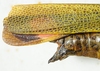 CollectionObject 1498716; 812e9608-c0f0-4289-8df4-dd7637ba05f9: female abdomen tip, lateral view. (CollectionObject).