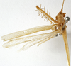CollectionObject 1529799; 0bc3f158-e79d-4a64-bfc5-710c998a0f19: male, dorsal view (lectotype). (CollectionObject).