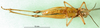 CollectionObject 1501319; 8a6bcede-9bb6-40d6-bc9a-9b220c32e43f: female, ventral view (syntype). (CollectionObject).