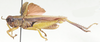 Parapropacris rhodoptera (Uvarov, 1923): male, lateral view. (Otu).