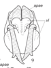 Aedeagus, ventral view on Cordela rubra Gnezdilov, 2019: (Observation).