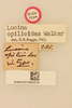 CollectionObject 1477808; 6ac54cda-4e88-4401-a780-c5b84ddb98ca, NHMUK015982519: labels (holotype of Lucina opilioides). (CollectionObject).