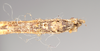 CollectionObject 1557432; NHMUK(SF IMPORT DUPLICATE) 844929, c9c96259-acb5-4e0f-a4e6-481fe999c5ba: copyright Natural History Museum, London. male: end of abdomen, ventral view of synonym Bactrododema aculiferum (syntype). (CollectionObject).