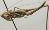 CollectionObject 1535994; 0135e7ad-417e-4968-ad7c-8543bef6b667: female, lateral view (syntype). (CollectionObject).