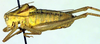 CollectionObject 1500688; 44345cff-a63d-4662-828b-58ed4226af6a: male, lateral view (holotype). (CollectionObject).