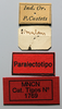 CollectionObject 1578642; 9addb59c-194c-4f5a-bd6f-dbfea296c091: female, labels (paralectotype). (CollectionObject).