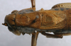 CollectionObject 1517196; 22cdfdac-5157-444e-9fd3-f7c0f9bdc7c3: male, dorsal view (holotype). (CollectionObject).