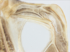 CollectionObject 1578298; 0c4ce193-a856-4a03-a665-592343d1b3e0: male, right stridulatory file. (CollectionObject).