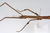 CollectionObject 1561707; a0f2e313-1b6b-42b0-8e11-519484c44c98: copyright ZMUH, Hamburg. female: head & thorax, lateral view of synonym Cuniculina modesta (syntype). (CollectionObject).