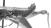CollectionObject 1524008; 74720236-d462-4e9e-8864-225681288f99: male abdomen tip, lateral view (holotype). (CollectionObject).