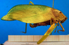 CollectionObject 1500558; 438158fe-bd38-4bad-a3d7-10fe6d7600dd, DORSA BTgonimmHTF: female, lateral view (holotype). (CollectionObject).