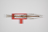 CollectionObject 1562888; 4df118e8-ac09-4368-bc8a-b182c8968340: copyright ZSMC, Munich. male, dorsal view (holotype). (CollectionObject).