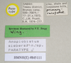CollectionObject 1563521; NHMUK(SF IMPORT DUPLICATE) 845111, 2f617017-363d-431c-a976-2d41ddd9483e: copyright Natural History Museum, London. male, data labels (paratype). (CollectionObject).