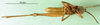CollectionObject 1501333; 1a5bf21b-62c1-4f1b-bb08-083d559dc533: male, ventral view (syntype). (CollectionObject).
