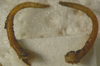 Paraducetia paracruciata Gorochov & Kang, 2002: male cerci, dorsal view (paratype). (Otu).