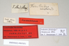 CollectionObject 1558653; NHMUK(SF IMPORT DUPLICATE) 845051', b637fcc0-4cf3-443b-84e6-220da1705735: copyright Natural History Museum, London. female, data labels [reversed where applicable] (paralectotype). (CollectionObject).