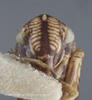Head: !! display not done !! on Ciminius hartii (Ball, 1900): Head/Face. Male, Darker colored specimen. (Observation).