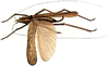 Episattus marmoratus Brongniart, 1897: female, dorsal view. (Otu).