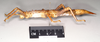 CollectionObject 1557602; 44a43d9c-40e7-4456-8af1-b89668b5bf56: copyright Natural History Museum, London. female, lateral view (syntype). (CollectionObject).;CollectionObject 1557603; c66fc09a-202d-49a8-b18e-b49c13d04105: copyright Natural History Museum, London. female, lateral view (syntype). (CollectionObject).