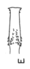 Aedeagus, dorsal view on Cyphonia braccata (Germar, 1835): (Observation).