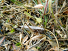 CollectionObject 1591357; 0a5c9542-fd08-485b-8fca-1b78b0c6bcec: female (BG: E Danubian Plain, near Alvanovo). (CollectionObject).