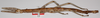 CollectionObject 1563490; de07c452-751f-4685-9c42-1435f6cd9768: copyright F. Hennemann. female (paratype). (CollectionObject).;CollectionObject 1563491; 50291e33-5ce1-404b-be41-102db5fb136b: copyright F. Hennemann. female (paratype). (CollectionObject).