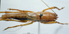 CollectionObject 1532941; 31deaad8-9590-4a51-aa2c-b0c853c8dc84: female, dorsal view (syntype). (CollectionObject).