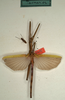 CollectionObject 1558408; NMW 749''', d0acf5bb-4704-4f3c-a381-8f29273ea795: copyright NMW, Vienna. male of synonym Diura discolor (syntype). (CollectionObject).
