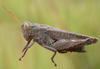 Ronderosia forcipata (Rehn, 1918): female. (Otu).